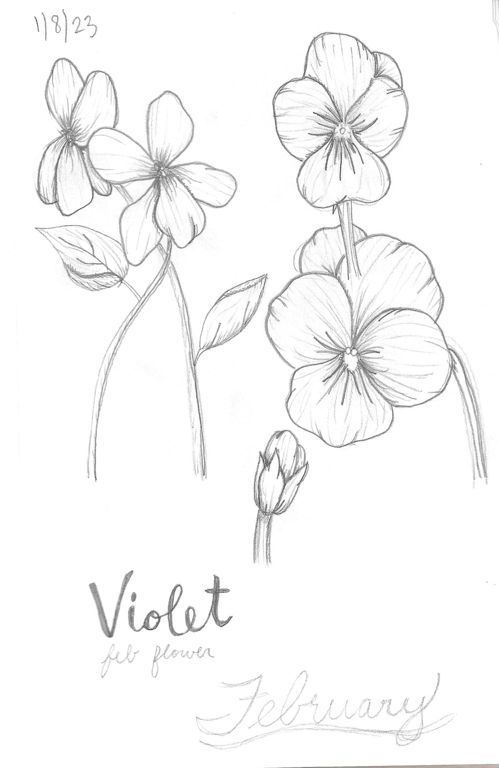 Violet