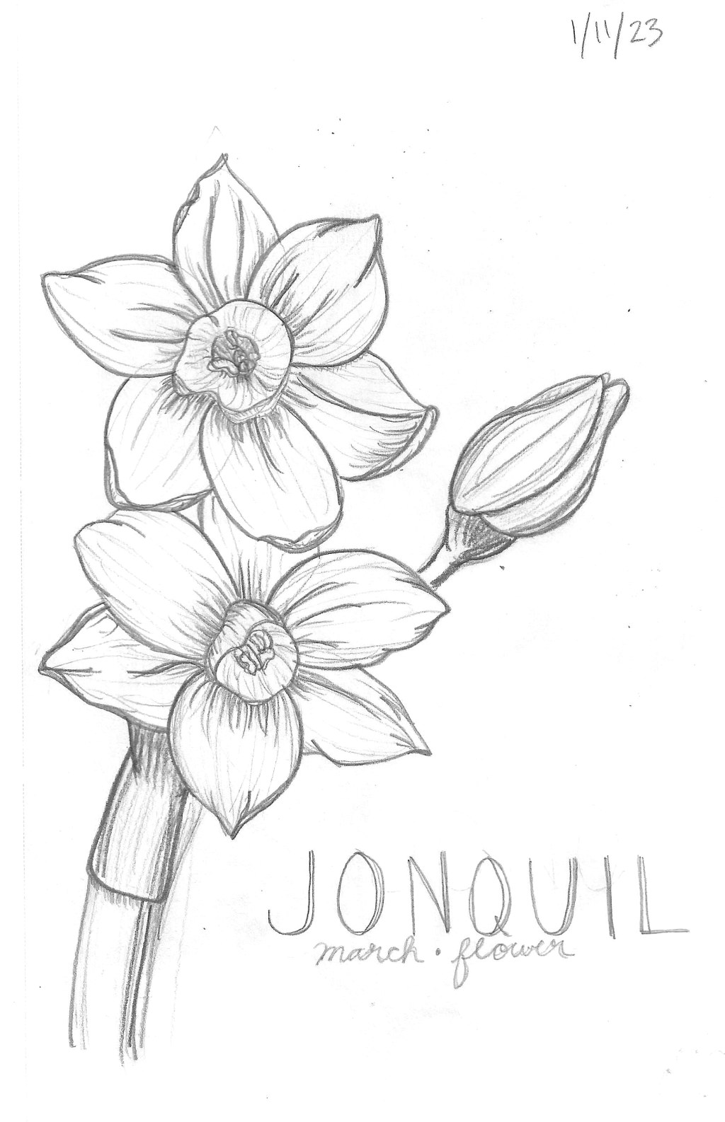 Jonquil