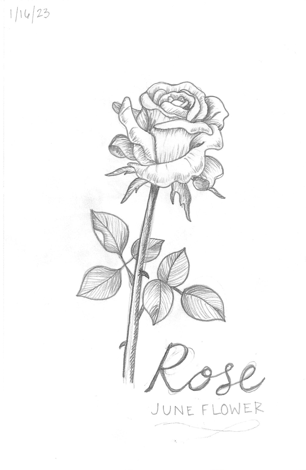 Rose