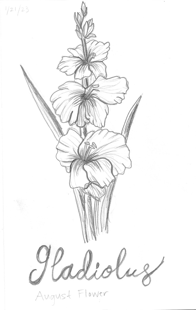 Gladiolus