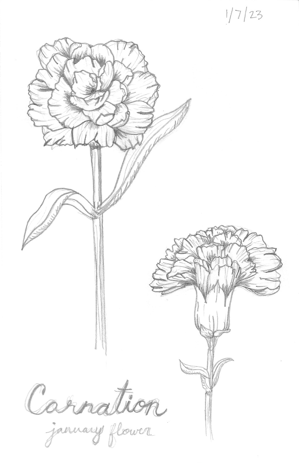 Carnation