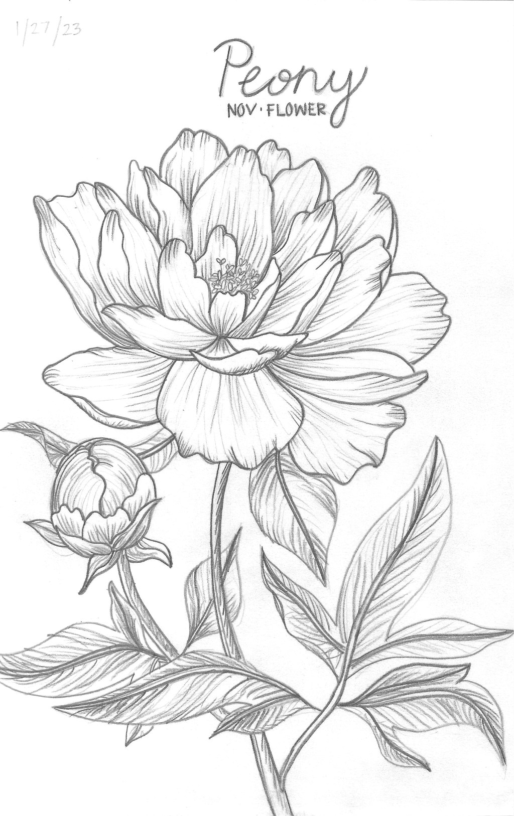 Peony