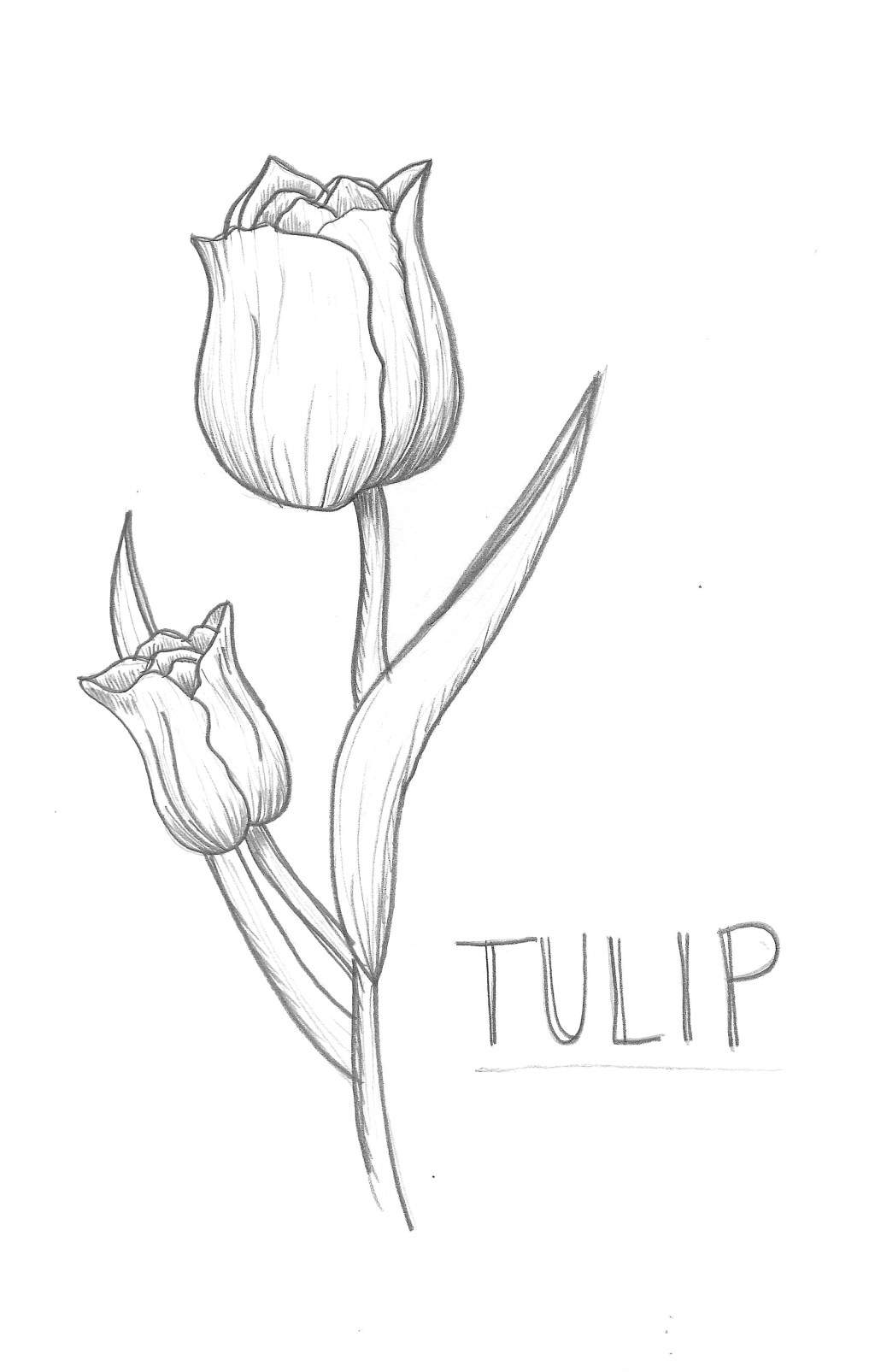Tulips
