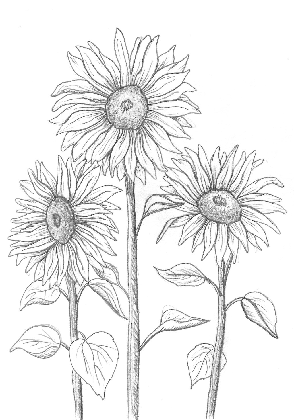 Sunflowers