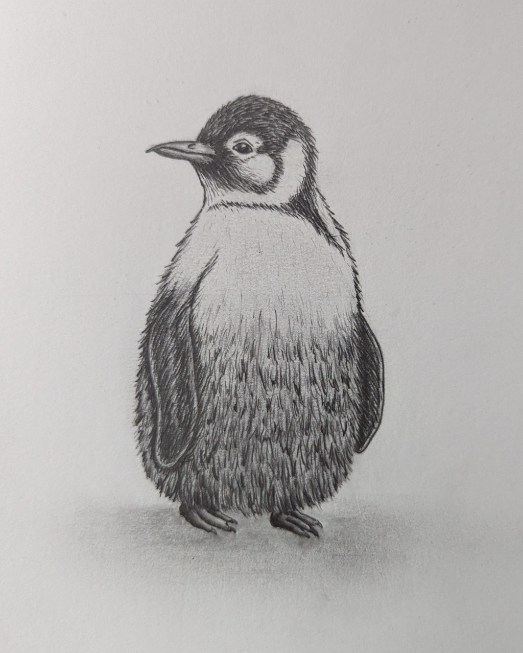 Baby Penguin Drawing