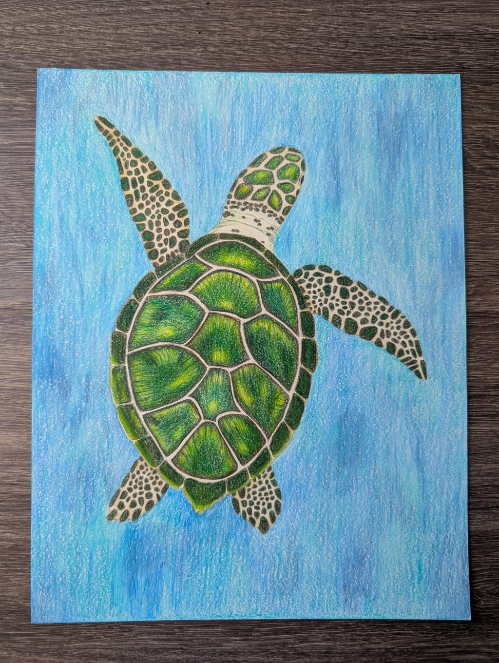 Sea Turtle Drawing
